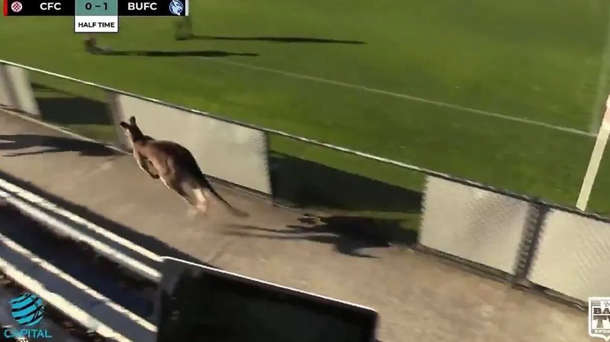 Dieses Känguru war ein echtes Socceroo.