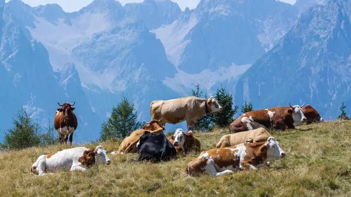 183 Tage im Jahr sind Kärntens Milchkühe im Schnitt auf Weiden und Wiesen unterwegs