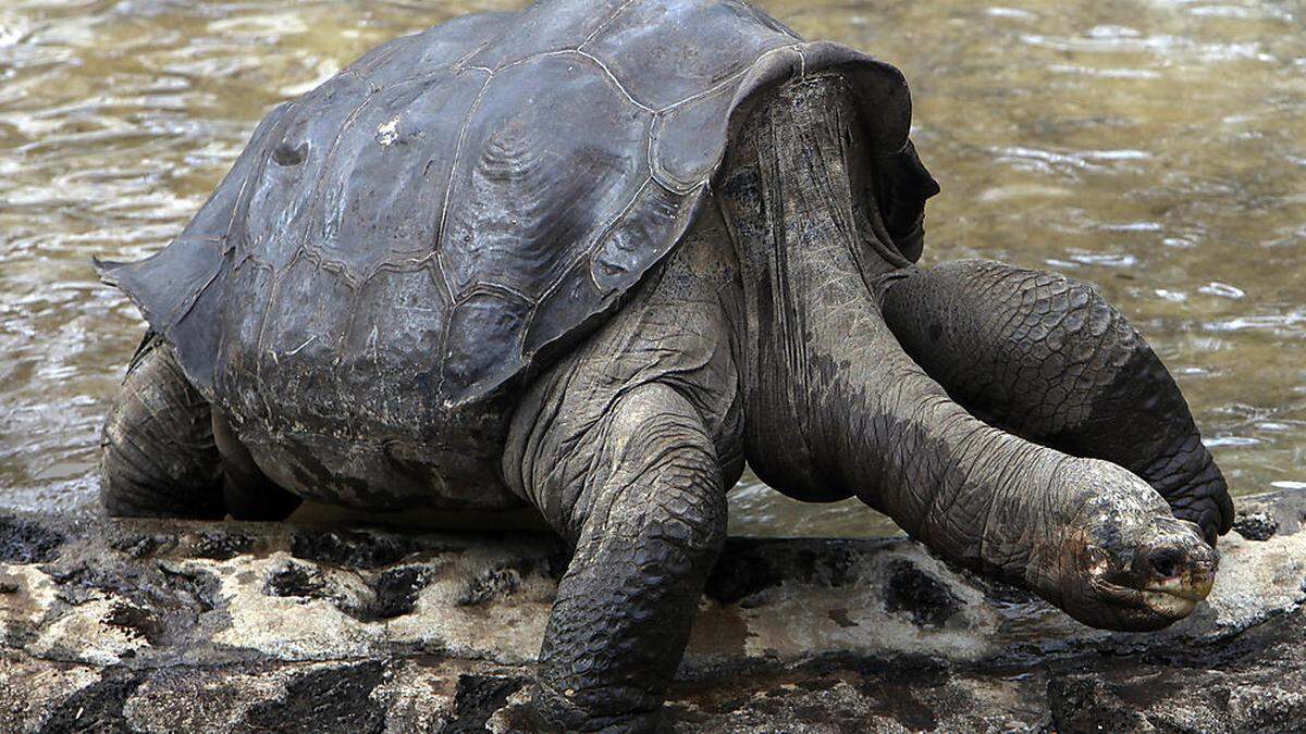 Der &quot;Einsame George&quot; auf einer Aufnahme 2009. Die schildkröte starb 2012.