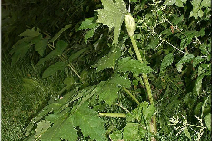 Der Riesen-Bärenklau kann bis zu vier Meter hoch werden. Er stammt aus dem Kaukasus und wurde als Bienenweide angesät. Bei Hautkontakt kann die Pflanze rötungen, Schwellungen und Verbrennungen verursachen. Der Riesenbärenklau vermehrt sich über Samen, weshalb man die Blütenstände vor der Fruchtreife abschneiden muss, um die Pflanze zu bekämpfen. Auch die Wurzelstöcke auszugraben, hilft. Dabei sollte man unbedingt Schutzkleidung tragen.
