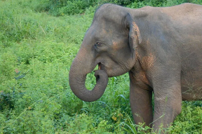 Im Minneriya-Nationalpark sieht man bei einer Jeep-Safari wilde Elefanten.