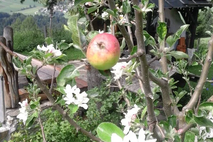 "Unglaublich! Apfelbaum blüht zum zweiten Mal Ende August auf der Perchau auf 1270 Metern Seehöhe", so Erich Schoberegger über sein Foto.