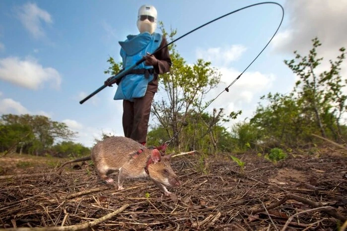 In mehr als 50 Ländern weltweit sind immer noch Landminen zu finden. Drei Viertel der Unfälle wurden allerdings alleine aus Afghanistan, Libyen, Syrien, der Ukraine und dem Jemen gemeldet. Landminen haben verheerende Auswirkungen auf die Zivilbevölkerung: Sie blockieren die wirtschaftliche Entwicklung, landwirtschaftliche Flächen werden aus Angst nicht genutzt.
