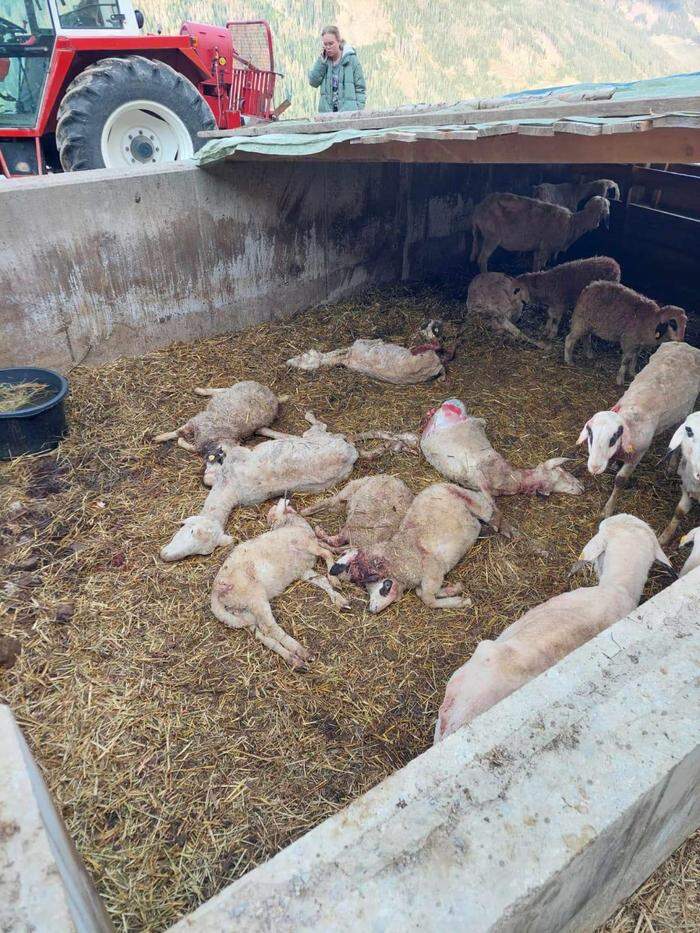 In dem Unterstand wurden die Schafe gerissen