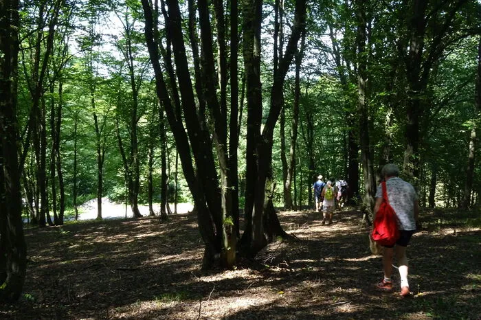 Wunderschöne Schatten malt die Sonne auf den Boden der Mischwälder.