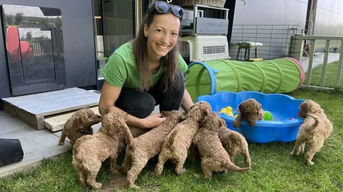 Jede Menge Arbeit: Mit ihren neun Königspudel-Welpen hat Katja Bonora alle Hände voll zu tun
