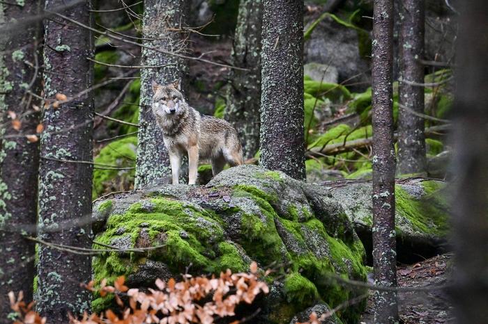 25 nachgewiesene Nutztierrisse gehen aktuell auf das Konto des Wolfes