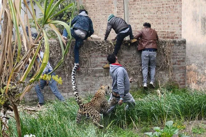 Bei den meisten Verletzten handelte es sich um Schaulustige, die der Raubkatze zu nahe gekommen waren. Videos im Netz zeigten den Leoparden, wie er Einwohner in Gärten und Straßen anfiel.  
