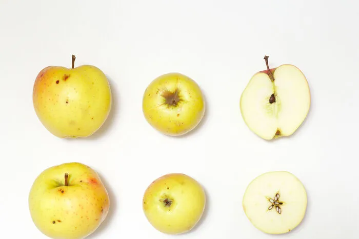 Gelber Bellefleur: Den Namen hat diese Sorte wegen der „schönen Blüte“. Große Äpfel, die sich ausgezeichnet zum Essen eignen. Muttersorte des „Golden Delicious“. 