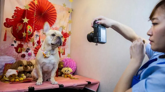 Beauty-Spas für Hunde boomen in China.