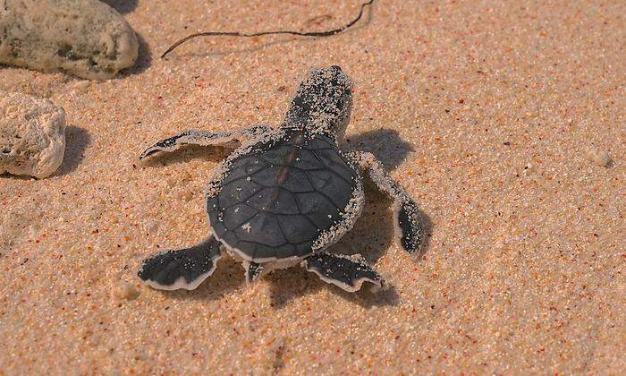 Meeresschildkröte legte Eier auf beliebtem Mallorca-Sandstrand 