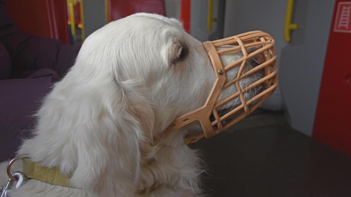 Dieser Golden Retriever mit Beißkorb ist für eine Fahrt in öffentlichen Verkehrsmitteln bestens gewappnet