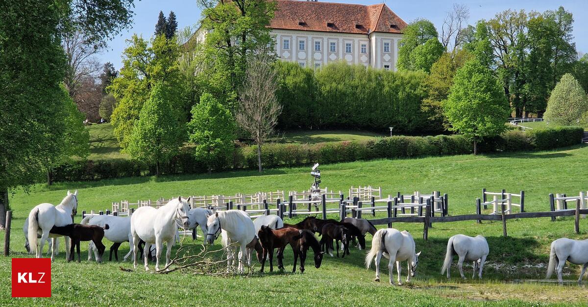 So-reagiert-die-Lipizzanerheimat-auf-die-neue-F-hrung-der-Hofreitschule