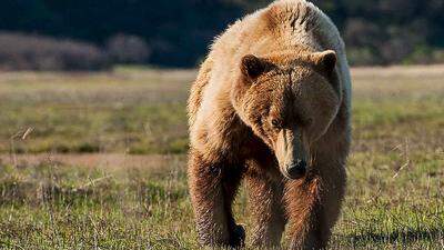 Ein Grizzly Bär in US-Nationalpark