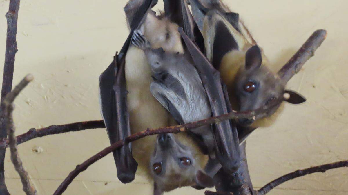 Nachwuchs bei den Palmenflughunden in der Tierwelt