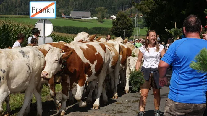 120 Rinder zogen vom Weinmeisterboden ins Festareal in St.Marein/Feistritz ein
