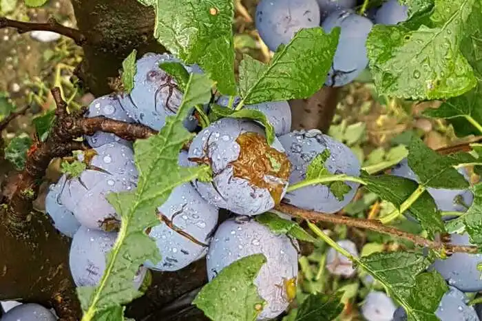 Viele Obstkulturen wurden vom Hagel am Samstag zerstört, die Hagelversicherung schätzt den Schaden auf eine Million Euro.