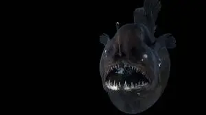 Der „Schwarze Teufel“ hat scharfe Zähne | Der „Schwarze Teufel“ hat scharfe Zähne