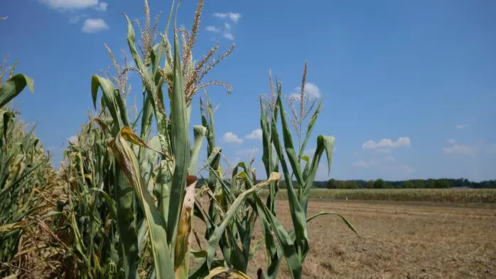 Ausgetrocknete Felder machen den Landwirten zu schaffen