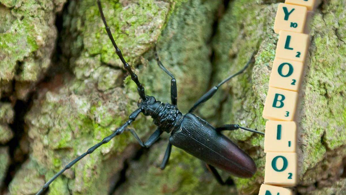 Der WWF gab bekannt, dass bei einem Projekt im Burgenland ein neuer Käfer entdeckt wurde