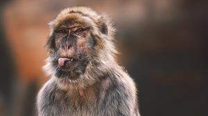Affenpocken wurden erstmals 1958 bei Makaken in Gefangenschaft beobachtet. Der erste Fall bei Menschen wurde 1970 detektiert