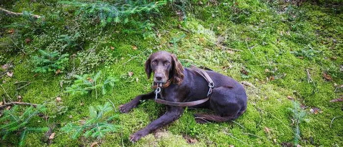 Der Hund wird möglicherweise eingeschläfert (Themenbild)