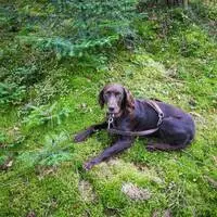 Der Hund wird möglicherweise eingeschläfert (Themenbild)
