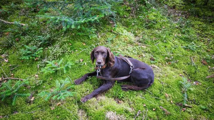 Der Hund wird möglicherweise eingeschläfert (Themenbild)