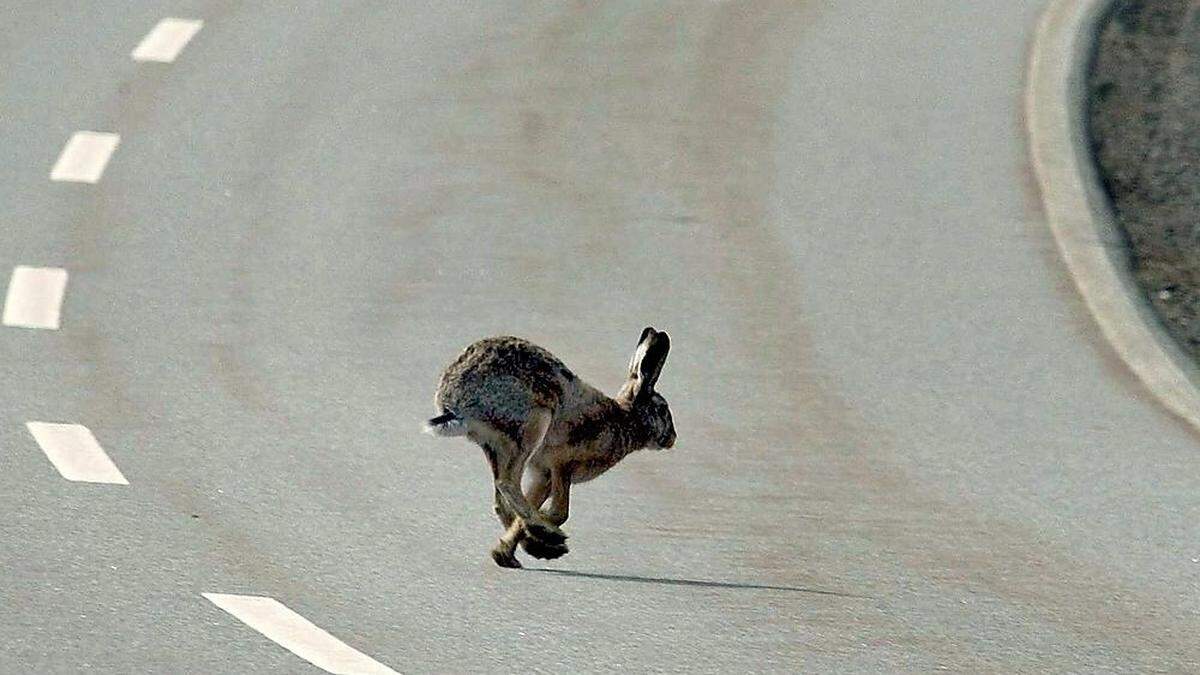 Ein Hase hoppelte in Liebenfels über die Straße und verursachte einen Unfall (Symbolbild)