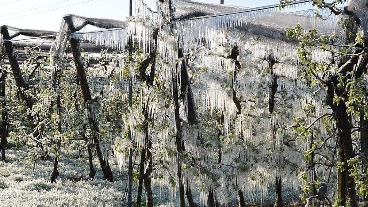 Derzeit versuchen Landwirte mittels Frostberegnung die Blüten vor dem Frost zu schützen