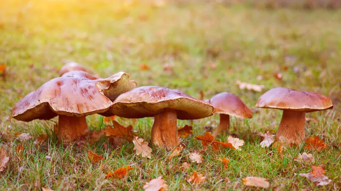 In der Wiese können Herrenpilze auch einmal so aussehen. Der Morgentau lässt die Hüte glänzen, das ist bei einigen Vertretern der Röhrlinge - wie beim Butterpilz - immer so. Herrenpilzhüte glänzen normalerweise nicht.