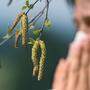 Schwere Zeiten für Allergiker: In Kärnten stehen die Birken in Vollblüte