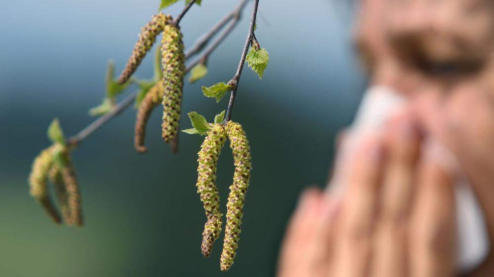 Schwere Zeiten für Allergiker: In Kärnten stehen die Birken in Vollblüte