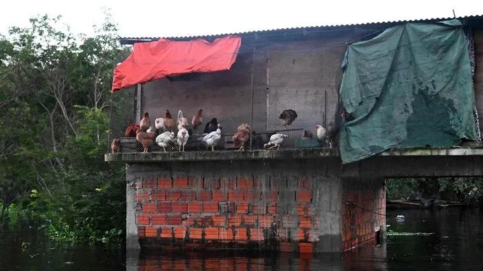 Überschwemmungen in Paraguay haben mehr als 70.000 aus ihren Häusern vertrieben. In der Hauptstadt Asuncion näherte sich der Hochwasserstand nach amtlichen Angaben dem "Katastrophen"-Niveau.