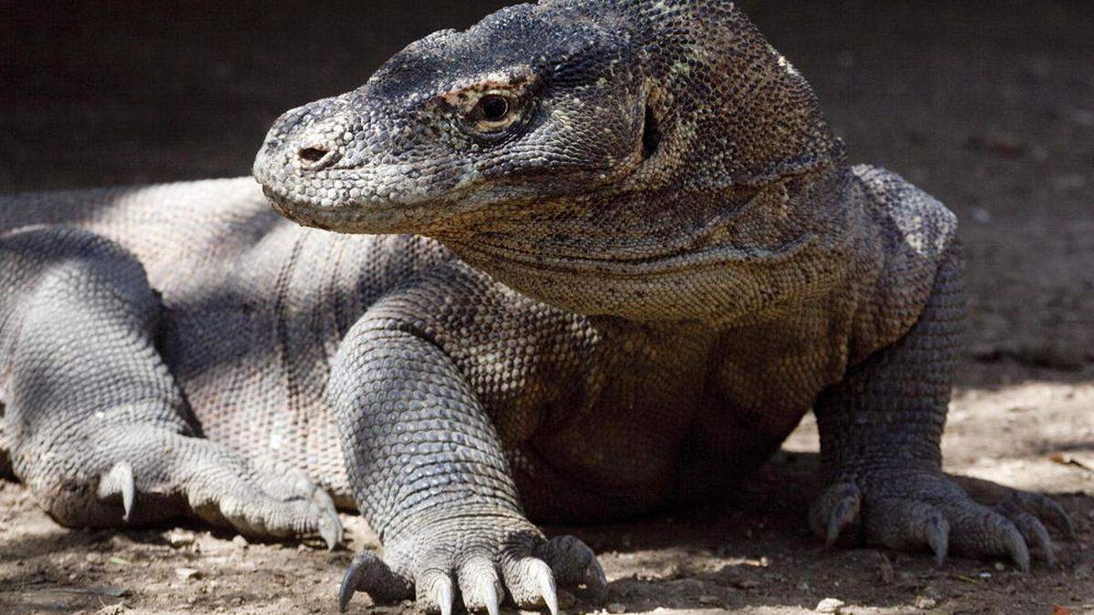 Komodowarane (oder Komododrachen) gelten als Touristenattraktion.