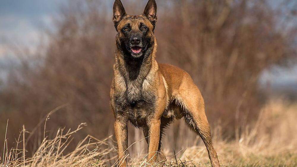 Rettungshund Flash, ein vier Jahre alter Belgischer Schäferhund wurde nach zwei Wochen Suche tot aufgefunden