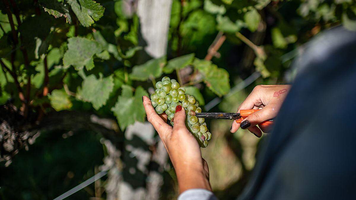 Die Trauben werden von Winzern und Erntehelfern per Hand gelesen