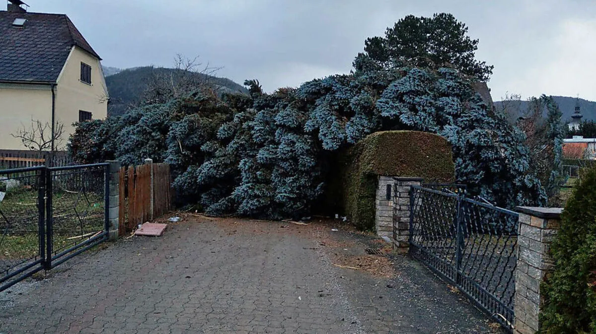 Im Stadtgebeit von Trofaiach wurden, wie an der B115, Bäume entwurzelt