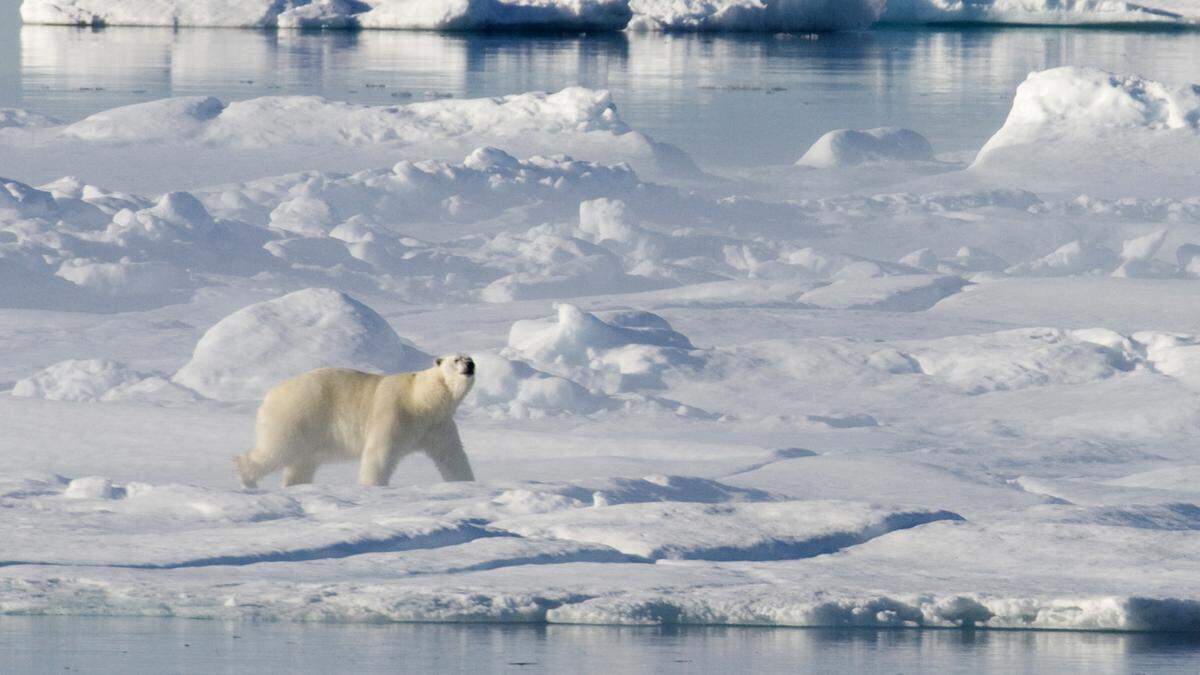 Eisbär (Sujetfoto)