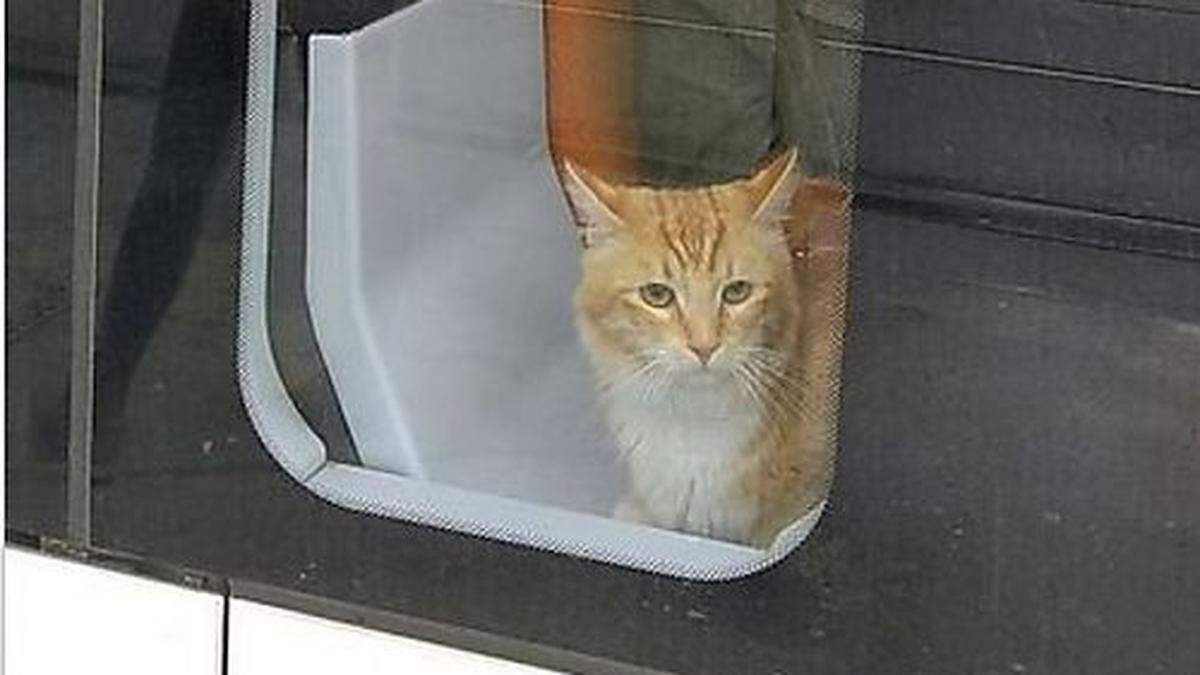 Eine Katze am Fensterplatz einer Tram: Dieses Foto sorgte 2019 für Aufsehen