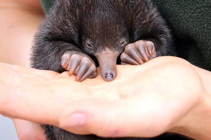 In Australien werden die Echnida-Babys liebevoll "Puggles" genannt. Der Echnida zählt zu den wenigen Säugetieren, die Eier legen. Die Babys schlüpfen nach rund zehn Tagen und werden dann erst einmal einige Wochen in einem Körperbeutel der Mutter herumgetragen. In freier Wildbahn sind die scheuen Tiere nur schwer anzutreffen.