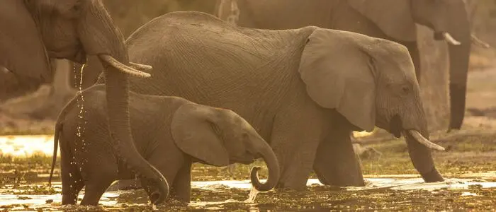Ein Elefant hat nach dem Unfall das Auto angegriffen (Symbolbild)