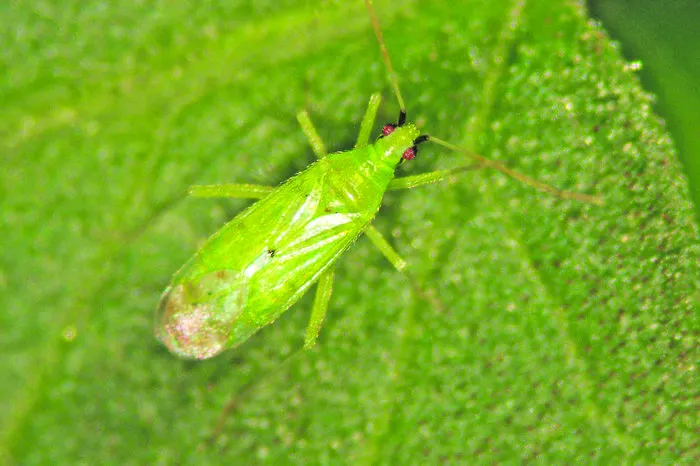 Die Raubwanze (Macro­lophus) ernährt sich von Weißen Fliegen, Spinnmilben und Raupeneiern. Sie kommt auf Paradeisern zum Einsatz.