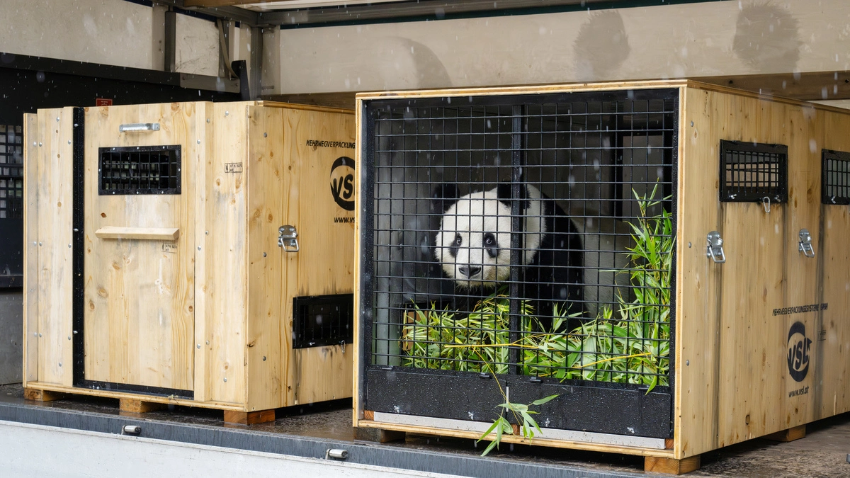 Für die Großen Pandas geht es zurück nach China