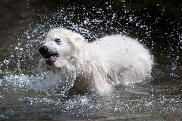 Sie tummelt sich am liebsten im Wasser - wie das richtige Eisbären eben so machen.