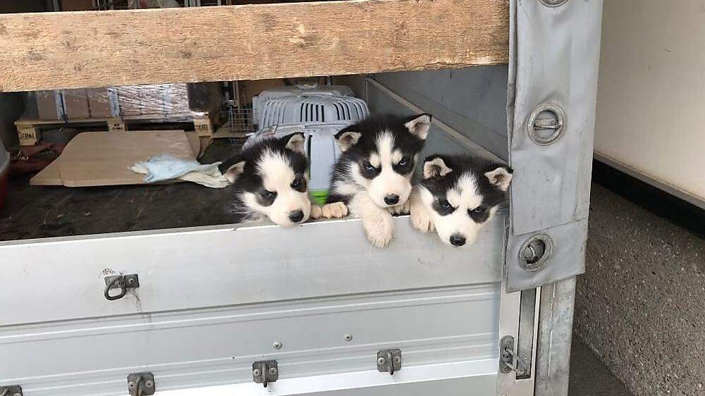 In diesem Klein-Lkw wurden sieben Siberian-Husky-Hundewelpen entdeckt