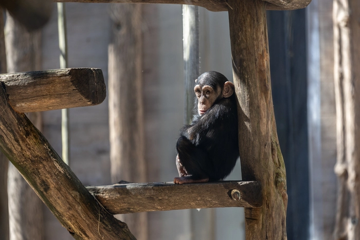 Der kleine Tai sorgt bei den Gästen des Zoos für viel Begeisterung 