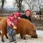 Sonja Herzog mit Tochter Amelie und den Mangalitzer Wollschweinen