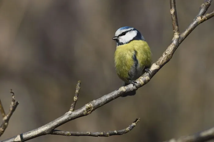 Blaumeise