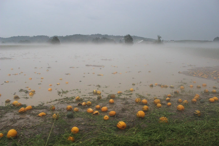 Die Kürbise waren teilweise im Wasser versunken.